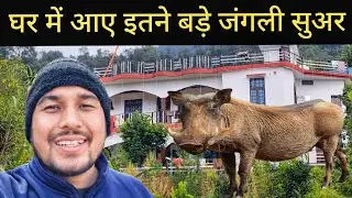 जंगली जानवरों का खतरनाक आतंक || Pahadi Village Lifestyle Vlog 