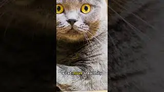 cat territorial awareness #shorts #animals #wildlife