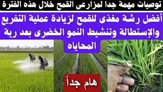 #إعرف أفضل رشة مغذى للقمح لزيادة التفريع وتنشيط النمو الخضرى بعد رية المحاياه #لايك_واشتراك