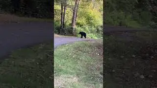 Spring is Coming Beware of Bears #spring #springtime #walking #bears #bear #bewareofbears