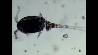 Cyclopoid copepod movement