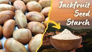 Jackfruit Seed Starch | an effective alternative to corn/potato/rice starch