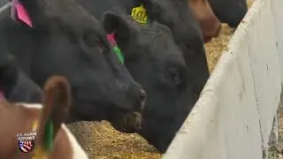 The Golden Triangle: Corn, Ethanol and Cattle Production