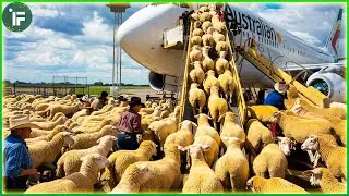 Transport MILLIONS of Sheep and Cattle This Way - Modern Livestock & Agriculture Technology