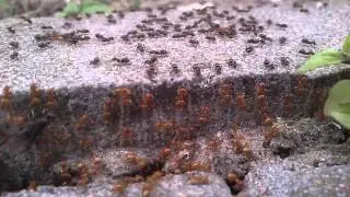 Wojna mrówek - war ants black and red's - Czarnych i czerwonych