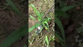 weed puller