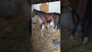 #shorts Baby Horse born yesterday #horse #rescue #babyhorse #foal