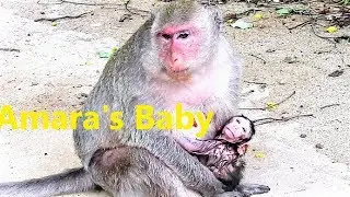 Famous Actor Monkey Named Amara Gives Her New Birth of Newborn Baby