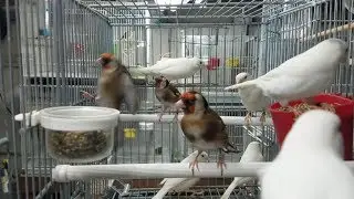 Ultimando Parejas de Jilgueros y Canarias Para la Cria de Mixtos