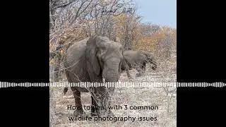 How to deal with three common wildlife photography issues