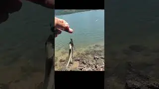 MAIS UM PRA CONTA! A emo&ccedil;&atilde;o de pescar no barranco 🎣🔥