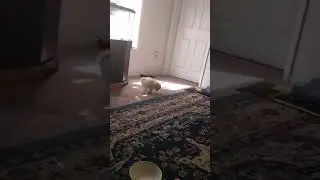 Constipated puppy