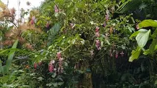 Medinilla Magnifica at Hawai&lsquo;i Tropical Bioreserve & Garden, Big Island, Hawaii, May 2022