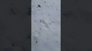 Fox Tracks in our Yard #shorts #snow