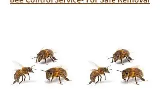 Bee Control Service