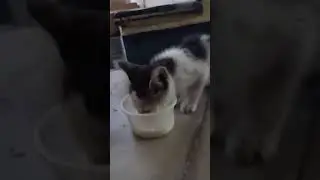 cat atrocities 😂🤣#funnyvideo #greenmom #cat