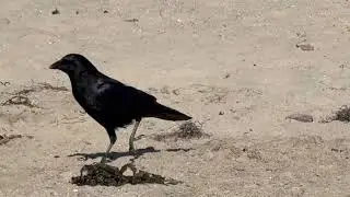 Carpinteria Crow
