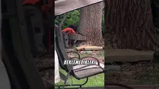 Bu Ağacı Kesmek &Ccedil;ok Pahalıya Patladı! 💸😓