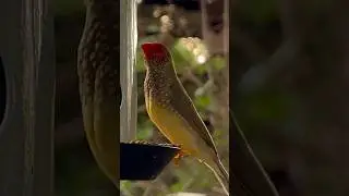 star finch (Bathilda ruficauda)