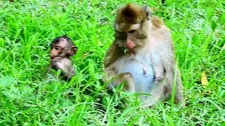 Pity Baby go away with mom Amari to found food on the grass , How to Baby Lori follow mom Amari?