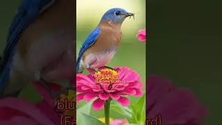 bluebird timur&nbsp;(Eastern bluebird) #birds #amazingbird #birdsounds