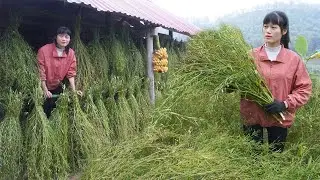 Harvesting and storing vegetable seeds - Hoeing land to plant potatoes and corn - Green forest life