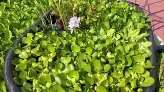 KJE AQUATICS - Water Hyacinths Available  