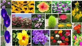 465.Some summer flower seed and cutting we can grow in this period.Plants to be grown in February.