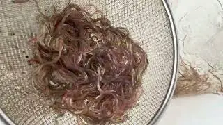 Suất cá chình giống đi e bin hữu đại đt 0978185520.