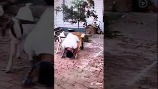 Intelligent goat