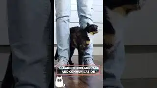 Earn your CAT'S TRUST With These 10 TIPS 🐱✅ #cats #felines