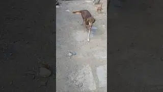 Who Will Meet Me First? Dog vs Cat | My Weekend Gate Homecoming