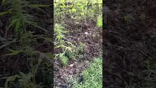 шампиньоны