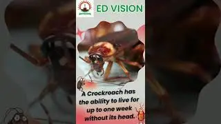 #edvisioncometrue ##dwarkasector12 #newdelhi #joinus #enrollnow #viralyoutubeshorts #youtube