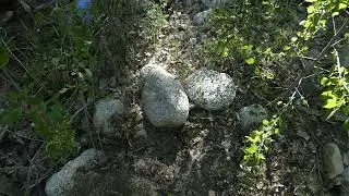 Nature Videography by Akeylah Johnson - Desert Daisy Visuals