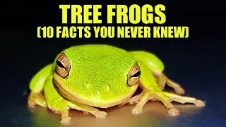 Tree Frog 🐸 (10 FACTS You NEVER KNEW)