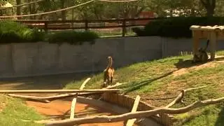Zoos nationwide celebrate National Zoo Keeper Week