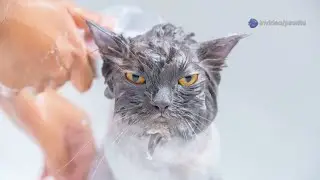 6 Easy Tips for Bathing Your Cat 🛁🐱 | Stress-Free Cat Bathing Guide for Pet Owners