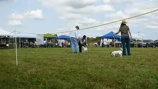 Working Terrier Conformation Championship