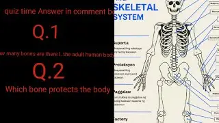 Human Skeleton  diagram  complete labelled diagram