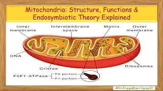 Mitochondria: Structure, Functions & Endosymbiotic Theory Explained.