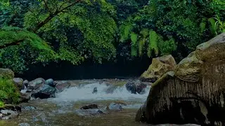 Peaceful River Sounds with Birds Singing for Deep Sleep (8&ndash;10 Hours)