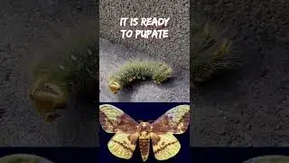 Imperial Moth Caterpillar