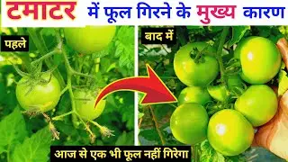 टमाटर में एक एक फूल बनेगा फल ये ट्रिक जान लो🔥/ How to get more fruit from tomato plant / flower drop