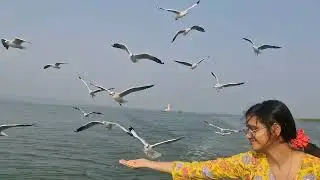 Seagulls Steal the Show: Epic Boat Ride at Chilika Lake! 🌊🕊️