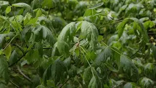 Acer Negundo (Boxelder Maple), of Sapindaceae