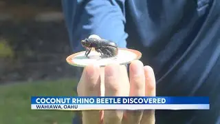 Invasive Coconut Rhinoceros Beetle has invested parts of Oahu