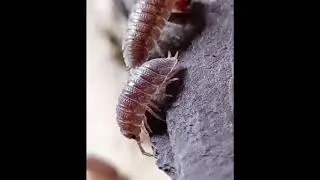 Dead Slug Isn't To Woodlouse's Taste 😂 #woodlouse #woodlice #bugs #funnyanimals #viral #funnyshorts