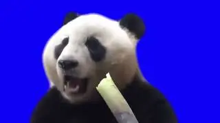 #panda -  Eating🍴| Blue Screen | HD.