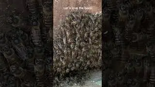 Orchestrated body movement of bees #shortvideo #shortshorts #beekeeper #shortsfeed  #honeybee